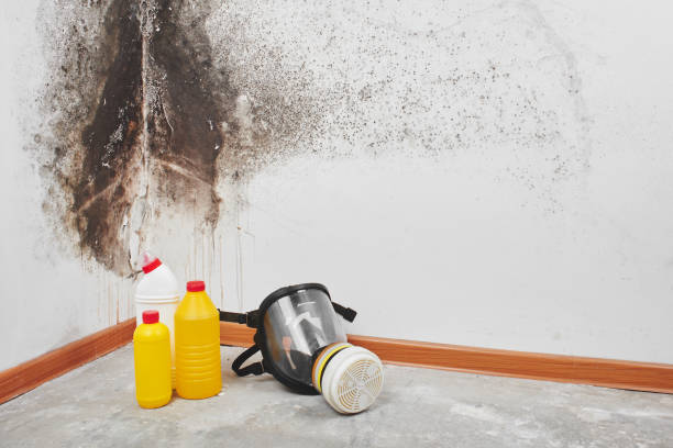 Professional Mold Removal in Lechee, AZ