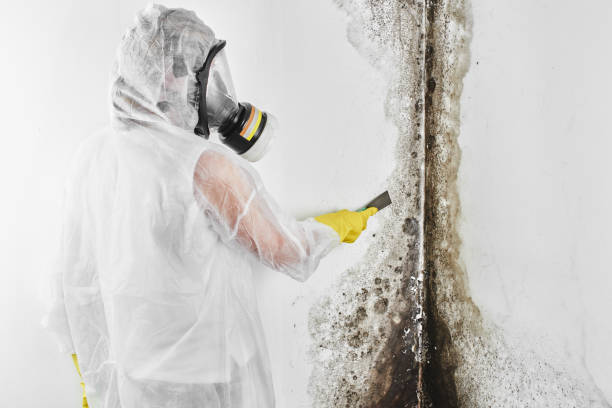 Best Office Mold Removal Services  in Lechee, AZ