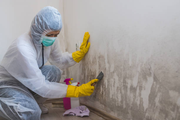 Best Fast Mold Removal  in Lechee, AZ