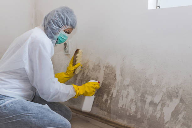 Mold Removal and Inspection in Lechee, AZ