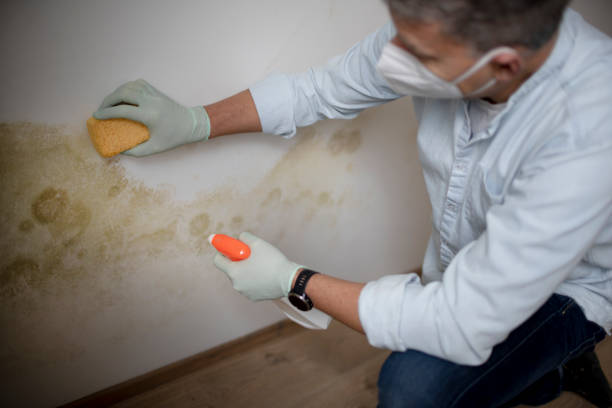 Best Local Mold Removal Service  in Lechee, AZ