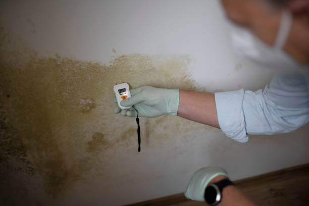 Best Commercial Mold Removal  in Lechee, AZ