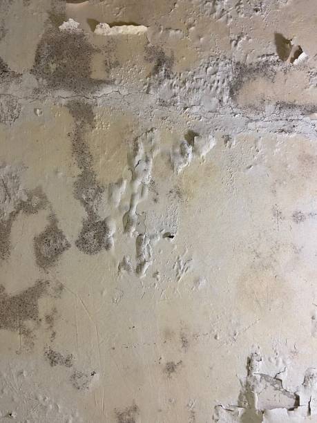 Best Mold Remediation  in Lechee, AZ