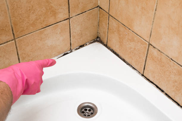 Office Mold Removal Services in Lechee, AZ