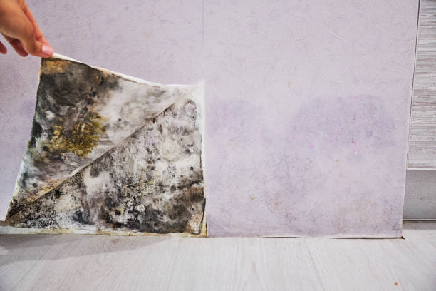 Best Best Mold Removal Companies  in Lechee, AZ